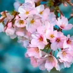 بلقيس الطويل