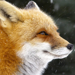 Noah Fox