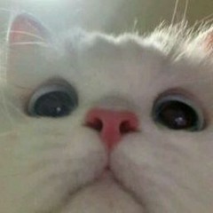weroqut