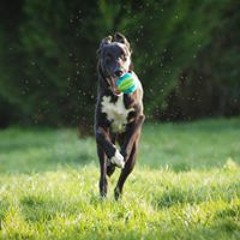 Rusty Lurcher