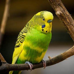 メᴛʜᴇɢʀᴇᴇɴᴇᴀɢʟᴇメ❸❸❼ budgie