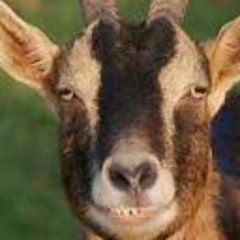 Goaty