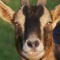 Goaty