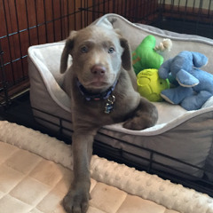 Sam
