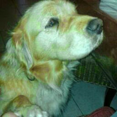 Gonza A