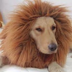 Doglion