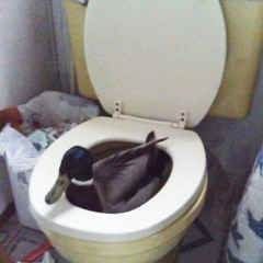 shit duck