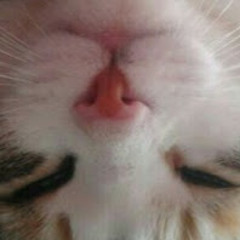 Не Кушойте Котю