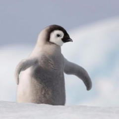 Pingui
