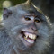 Monkey Smiling