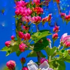 連林每