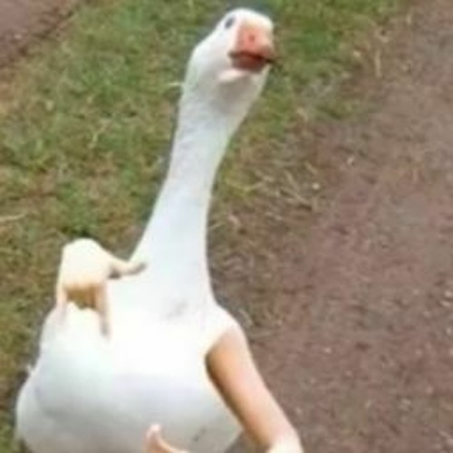 Stream Goose With Gang Signs music Listen to songs, albums, playlists for free on SoundCloud