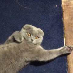 Mr MiauMiau