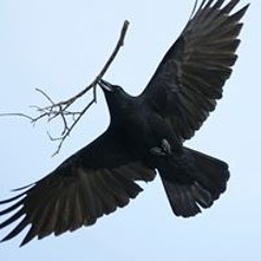 raventhefey