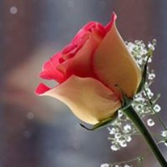 Надія Квітка