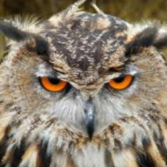 Depressed Owl