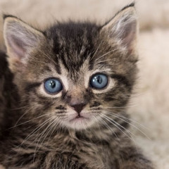 Ryley Haslett-tullett