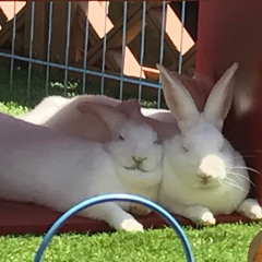 にわとりくん