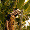 Lucas Marques