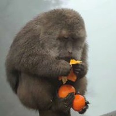 Ka Bu