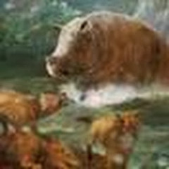 Teleoceras