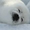 Seal Boi