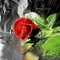 Mohamed Rady