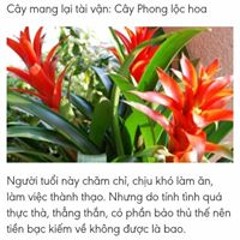 Thảo Huỳnh Thanh