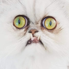 Кот Страхоморд