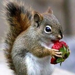 Domy Nécureuil Giddings