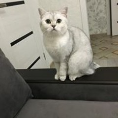 Иван Шаповалов