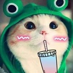Mèo Con