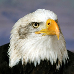 MrEagle2704