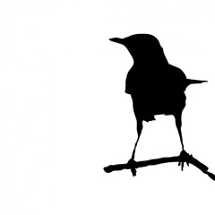 The Singing Crows