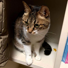 da Black Hood(흑두건)