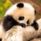 Animais Fofis