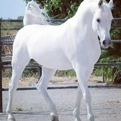 Gomaa Elrayes