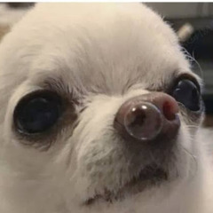 Седько Анна