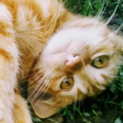 Алла Дрибноход