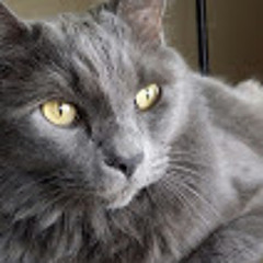 TheRealCat