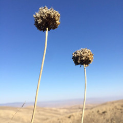 مشق