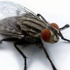 Дашко НеМуха