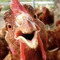 ChickenTakeover