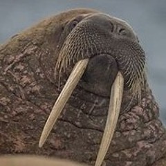 Lại Thái Walrus