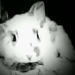 MayBunny