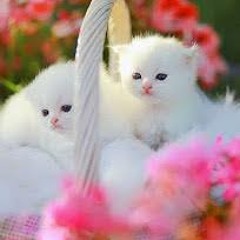 Areej Ishfaq