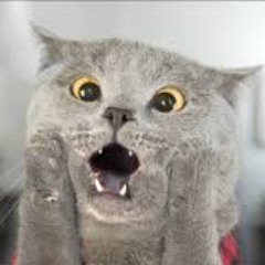 Schrödinger cat