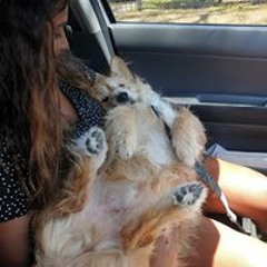 Nugget