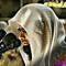 حذيفه احمد