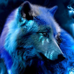 wolfy24o